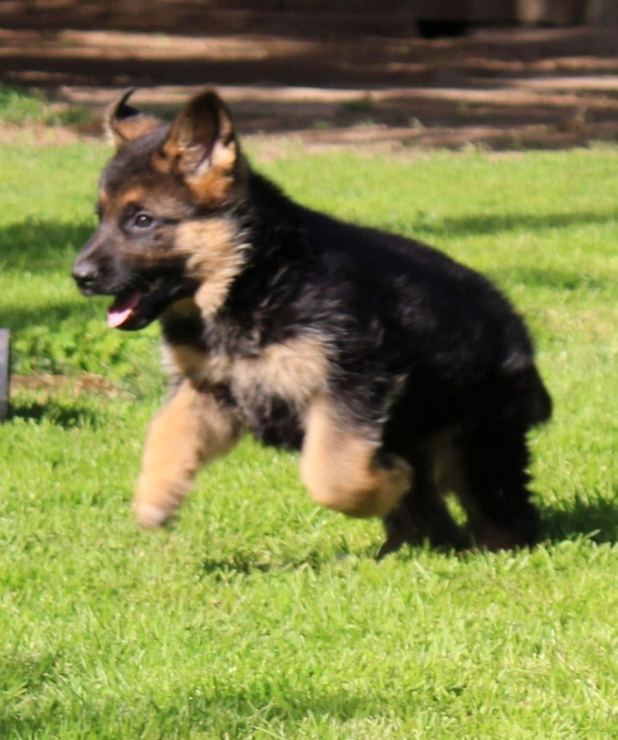 Deutsche Schäferhund Welpen