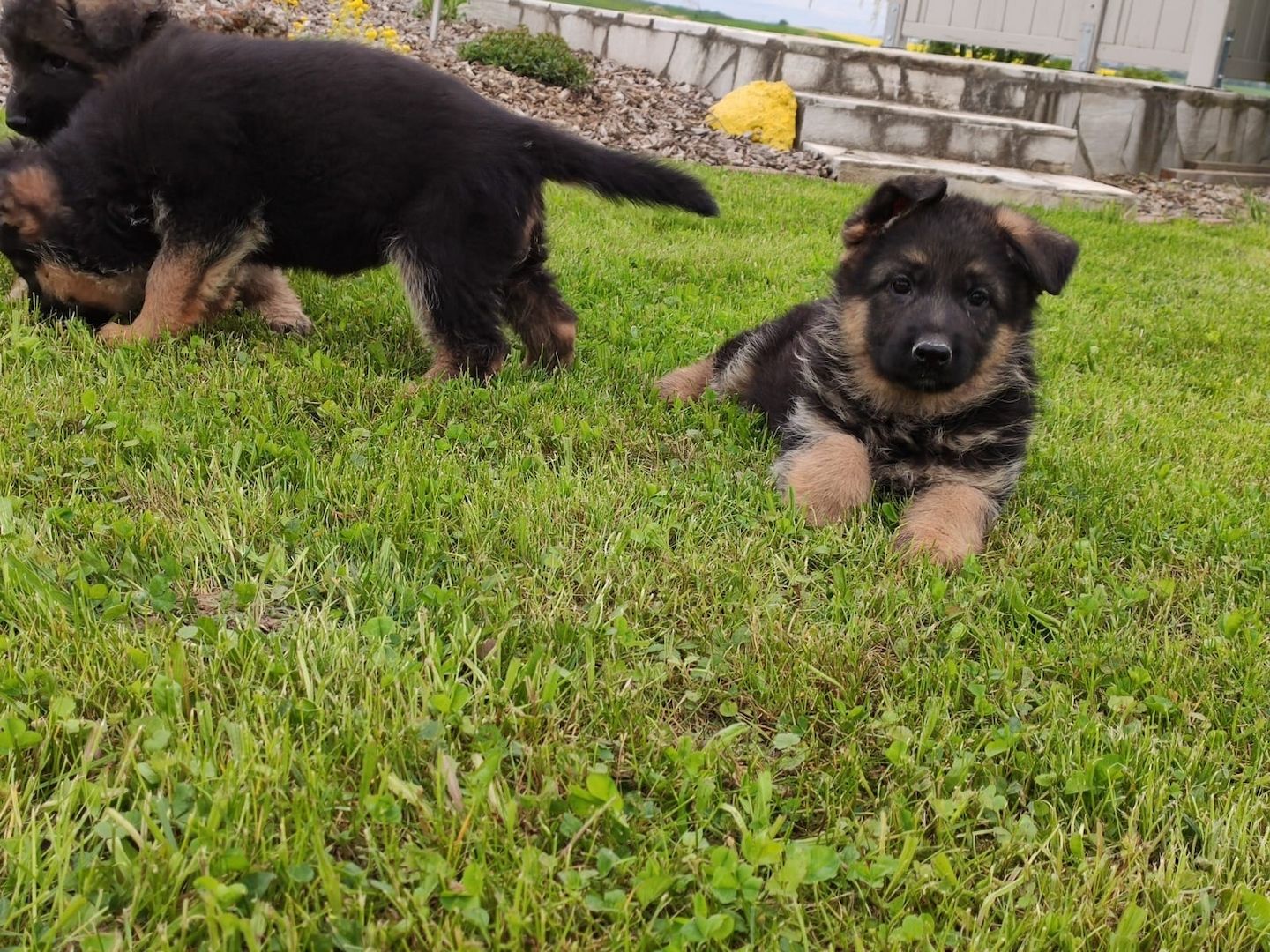 Deutsche Schäferhund Welpen