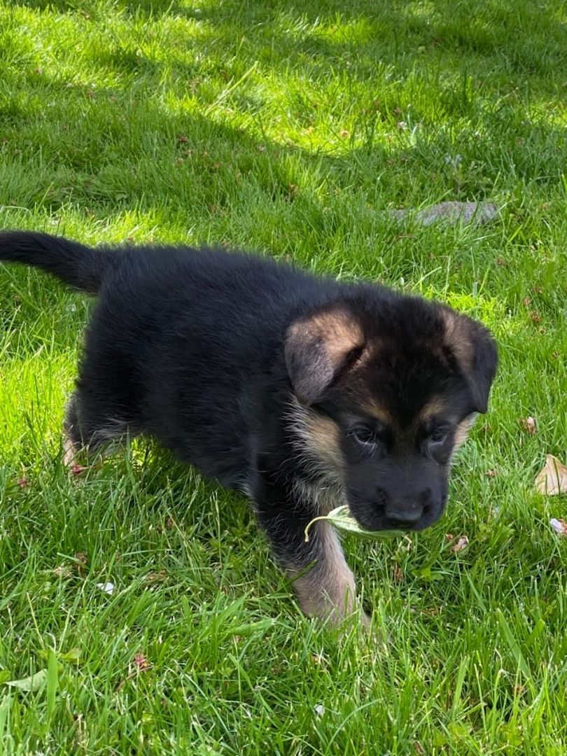 Deutsche Schäferhund Welpen