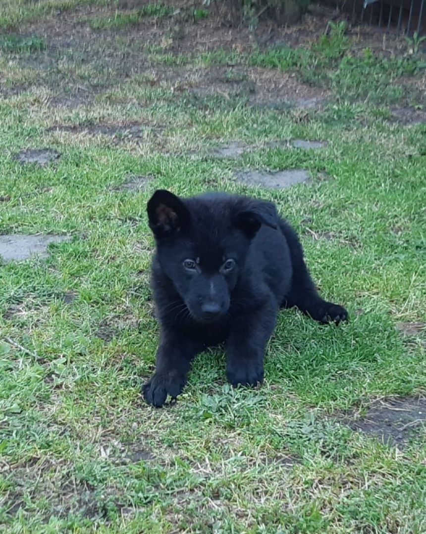 Deutsche Schäferhund Welpen