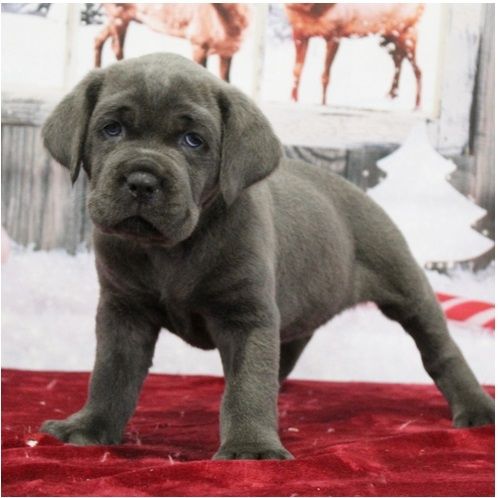 Wunderschöne Blaue cane corso welpen