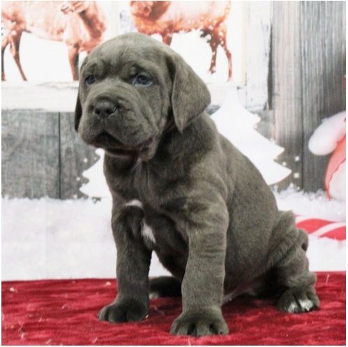 Wunderschöne Blaue cane corso welpen