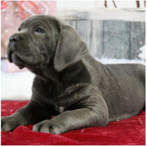 Wunderschöne Blaue cane corso welpen