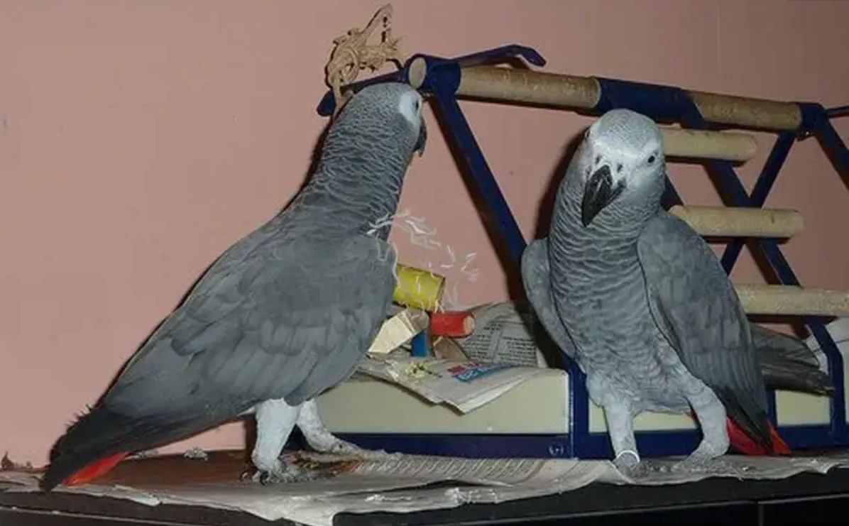 Graupapageien zur Adoption