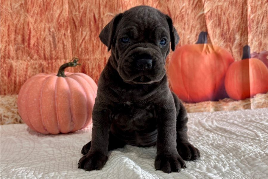 Wunderschöne, cane corso welpen  mit Papieren,