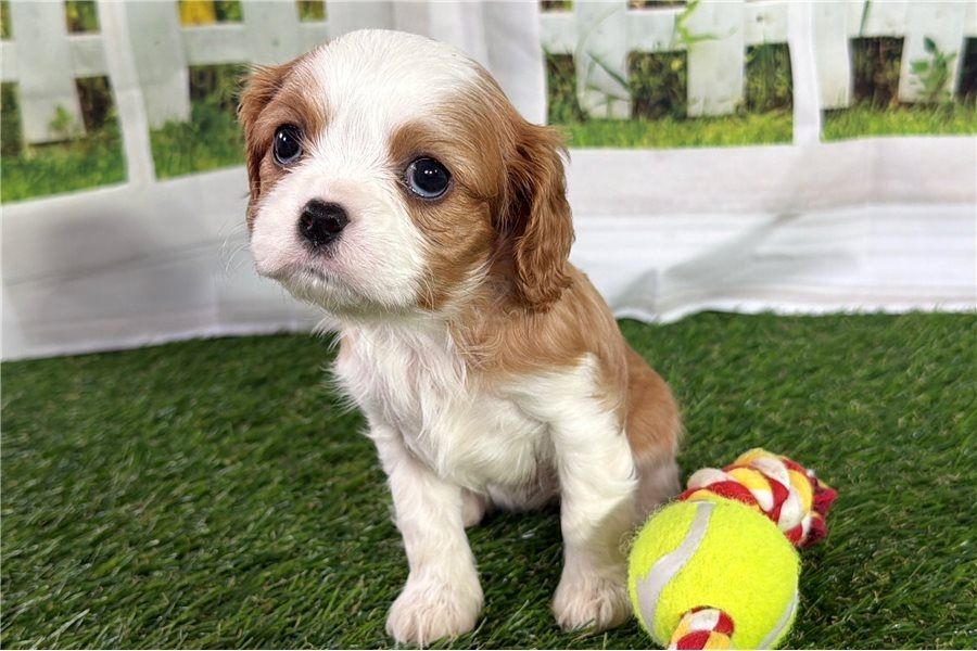 Cavalier King Charles Welpen Rüden und Hündinnen