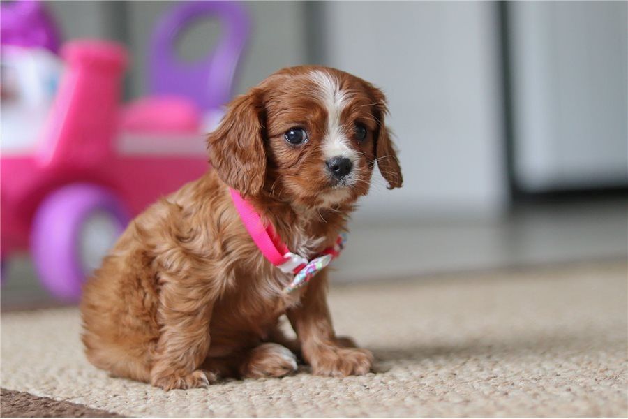Cavalier King Charles Welpen Rüden und Hündinnen