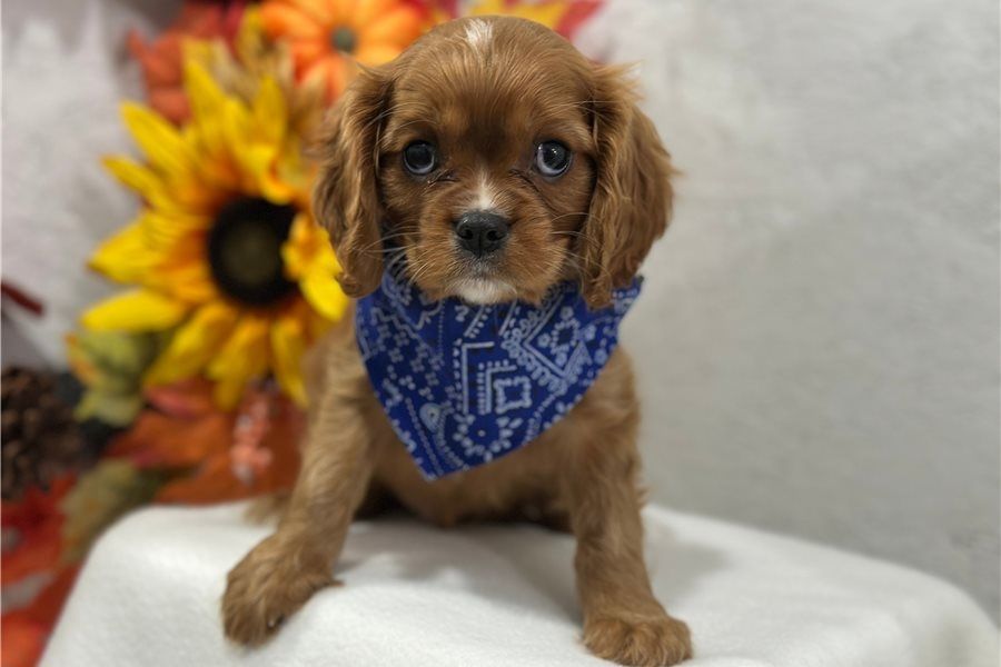 Cavalier King Charles Welpen Rüden und Hündinnen