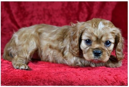 Cavalier King Charles Welpen Wunderschöne,