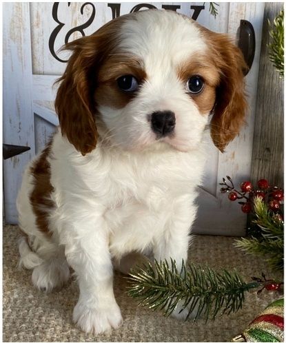 Cavalier King Charles Welpen Wunderschöne,