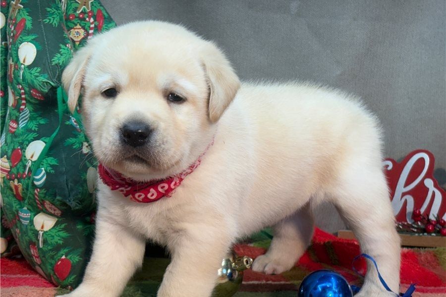 Süße Labrador Welpen mit Papieren