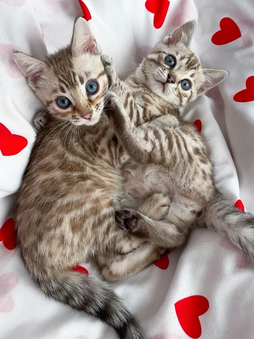 Bengal-Kätzchen