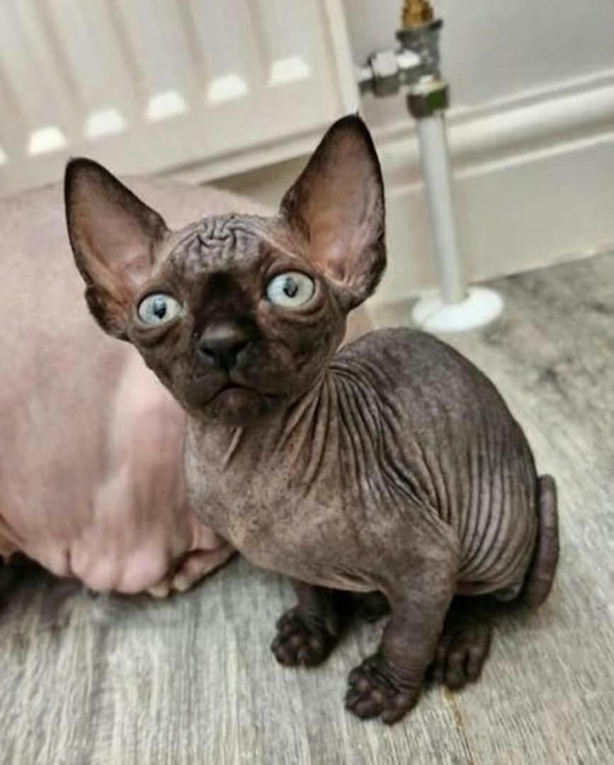 Sphynx-Kätzchen