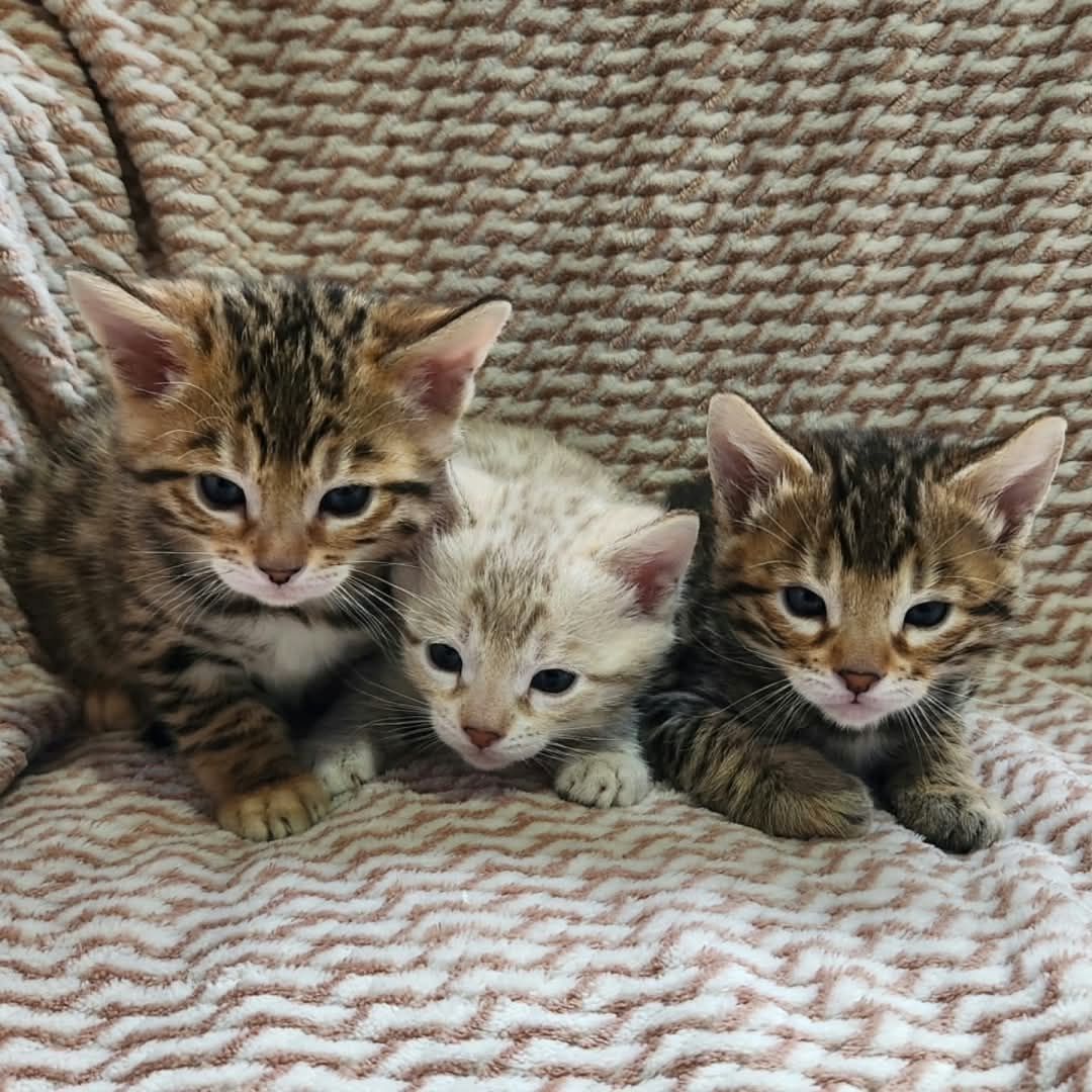 Bengal-Kätzchen