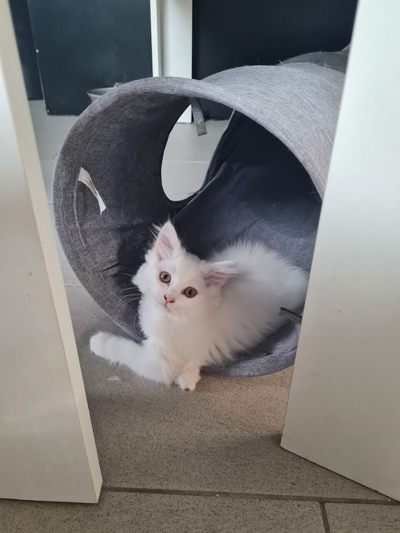 Babykatze, Kitten