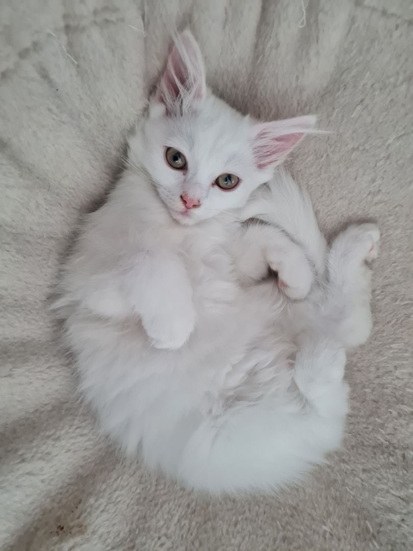 Babykatze, Kitten