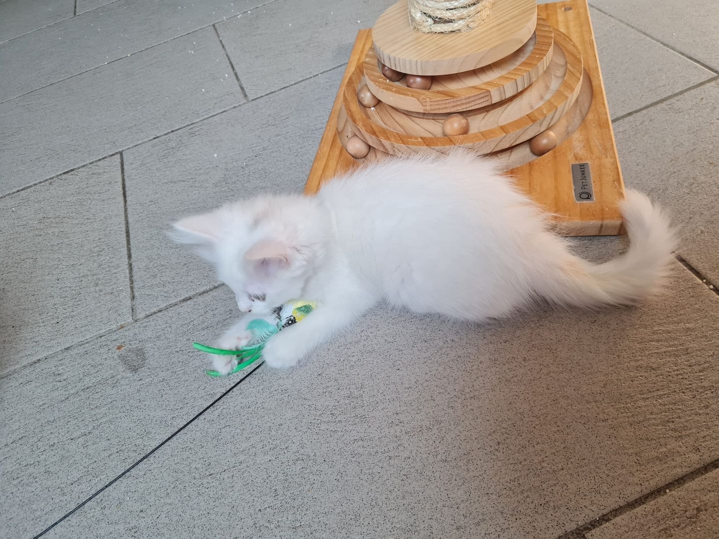 Babykatze, Kitten