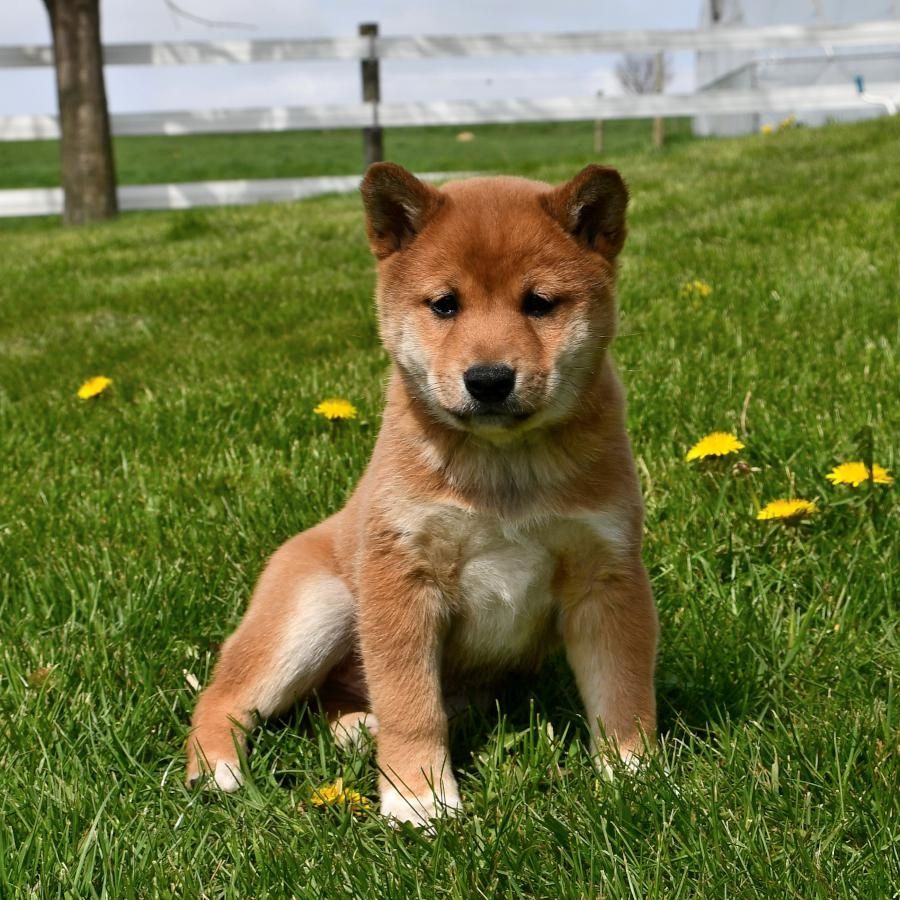 Shiba-Inu-Welpen. WhatsApp: +44 7469 456352
