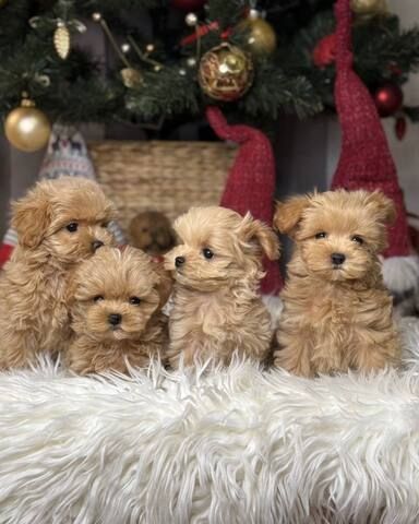 Süße Maltipoo Welpen aus liebevoller Hausaufzucht