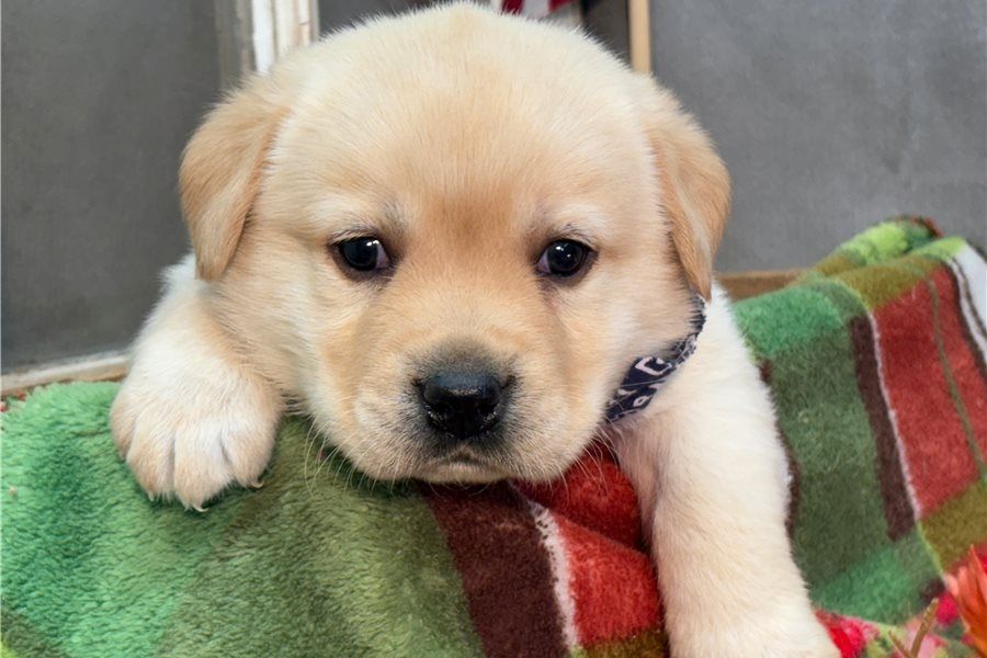 Wunderschöne Labrador Welpen suchen ihr Traumzuhause