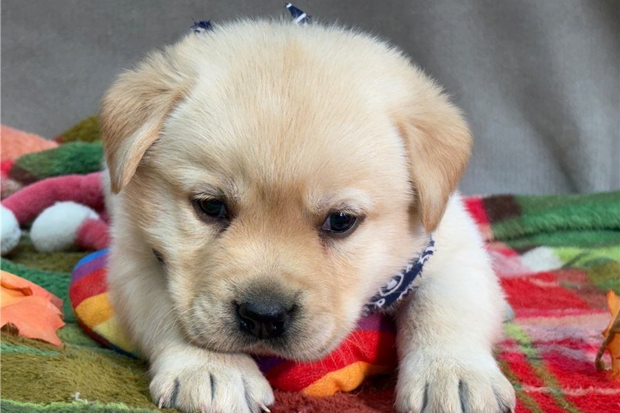 Wunderschöne Labrador Welpen suchen ihr Traumzuhause