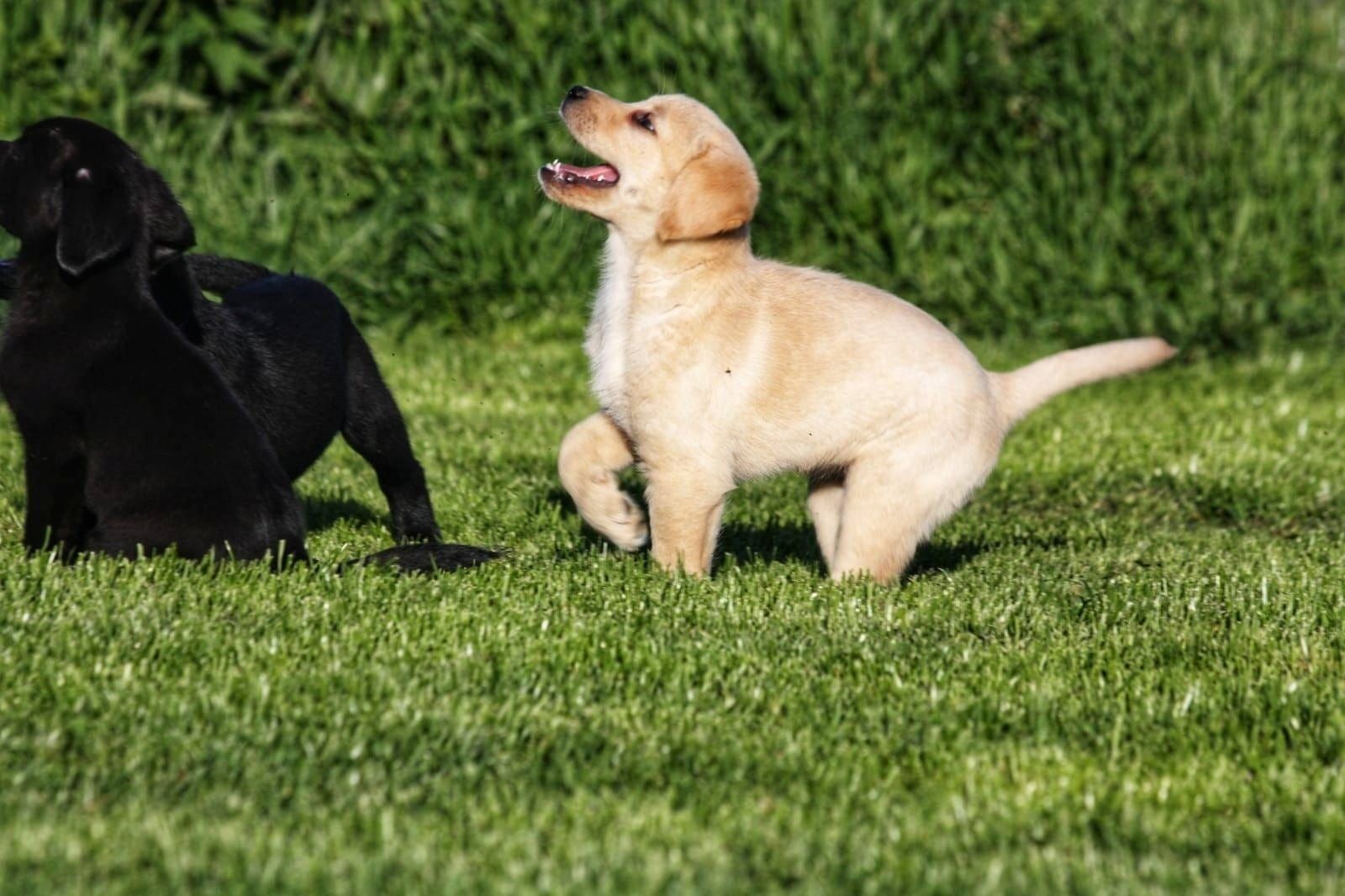 Wunderschöne Labrador Welpen suchen ihr Traumzuhause
