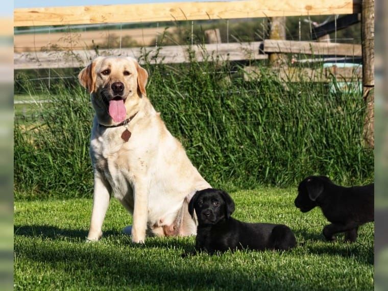 Wunderschöne Labrador Welpen suchen ihr Traumzuhause