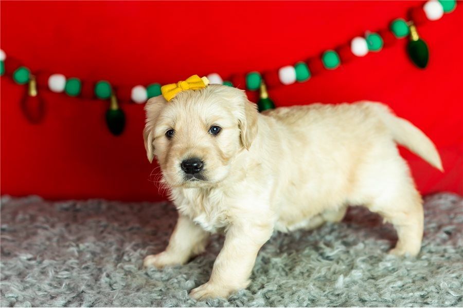 Golden Retriever Welpen suchen Ihre Familie  Welpen mit Ahnentafel