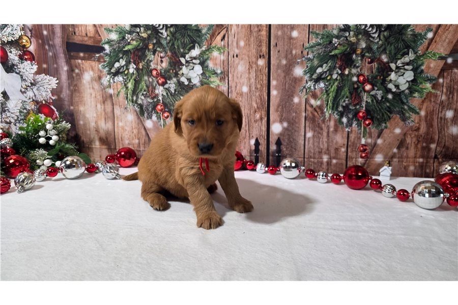 Golden Retriever Welpen suchen Ihre Familie  Welpen mit Ahnentafel