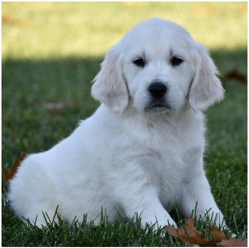 Golden Retriever mit Ahnentafel