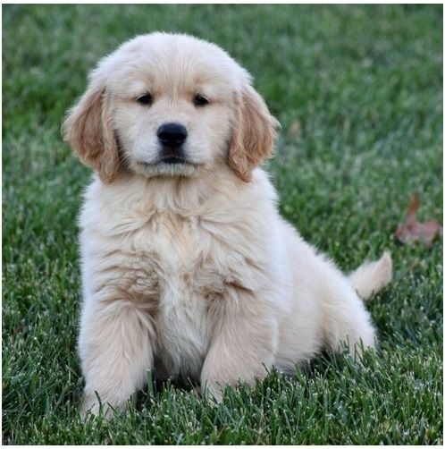 Golden Retriever mit Ahnentafel
