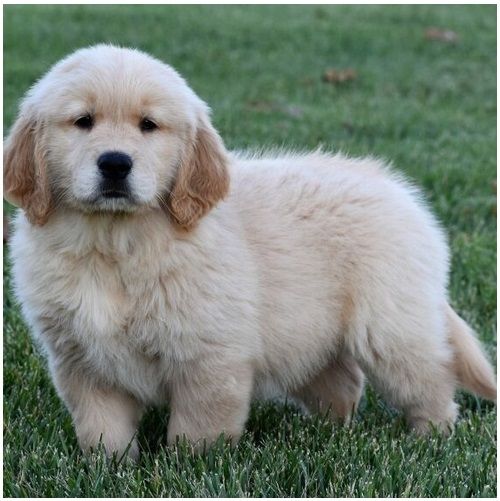 Golden Retriever mit Ahnentafel