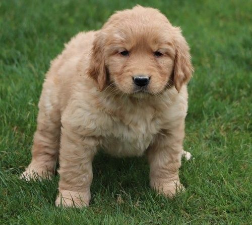 Golden Retriever mit Ahnentafel