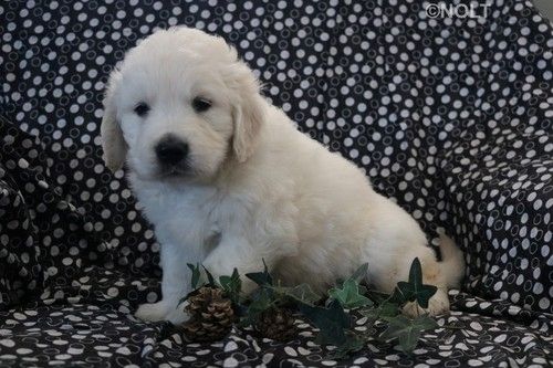 Golden Retriever mit Ahnentafel