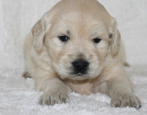 Golden Retriever mit Ahnentafel