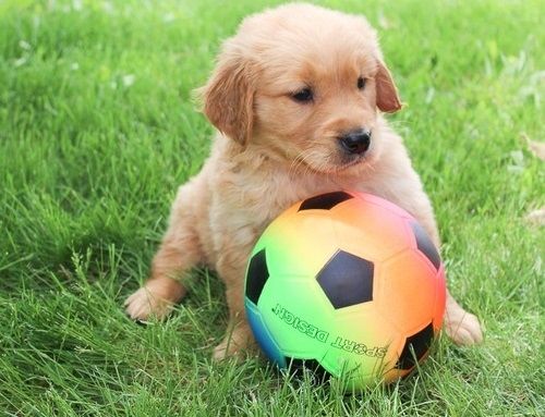 Golden Retriever mit Ahnentafel