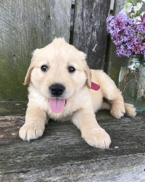 Golden Retriever mit Ahnentafel