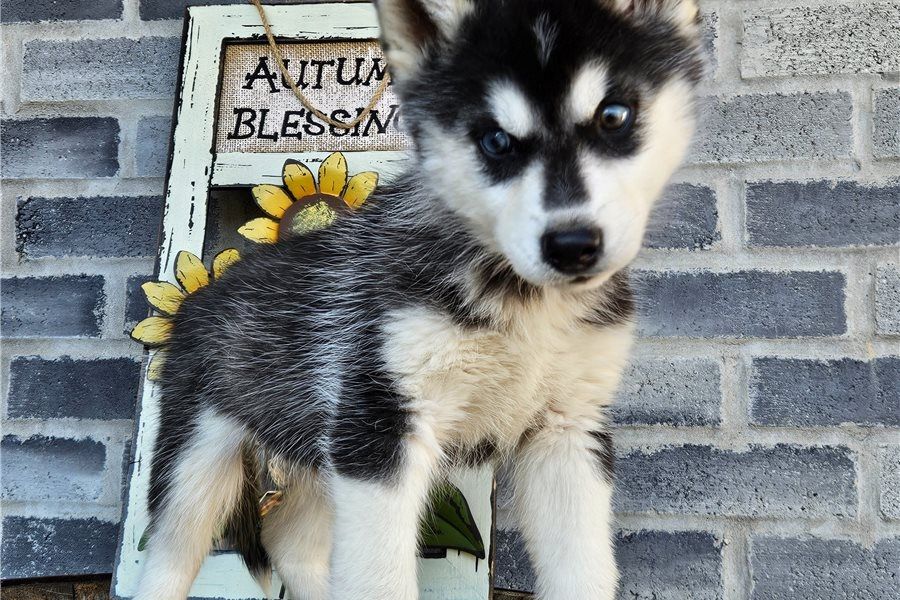 Reinrassige Siberian Husky Welpen mit Blauen und Braunen Augen ein neues und nettes Zuhause