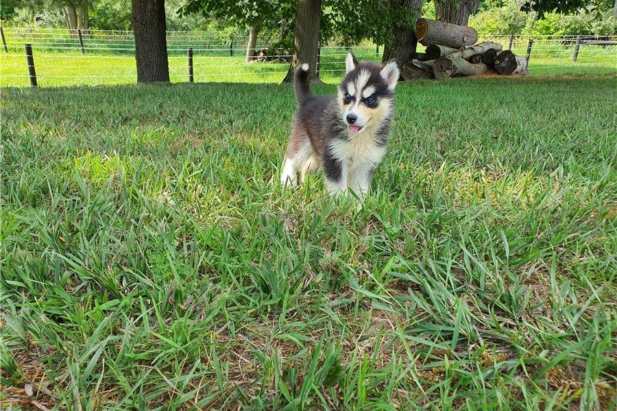 Reinrassige Siberian Husky Welpen