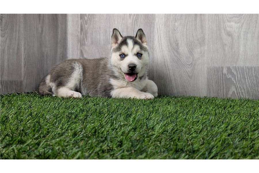 Reinrassige Siberian Husky Welpen
