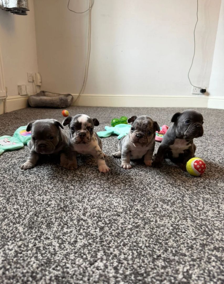 Französische Bulldoggen-Welpen suchen ein neues Zuhause