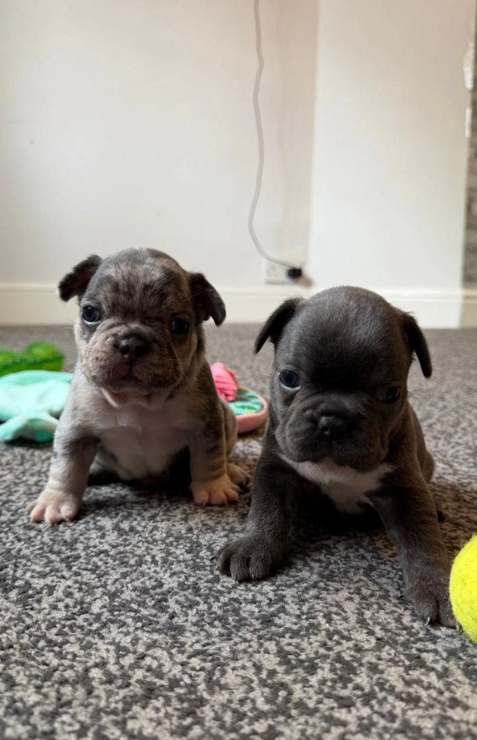 Französische Bulldoggen-Welpen suchen ein neues Zuhause