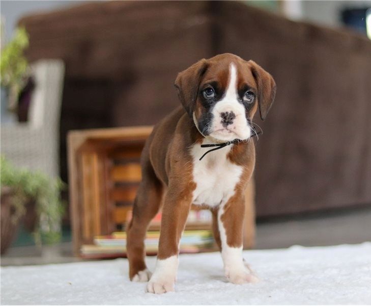 Boxer Welpen suchen ein neues Zuhause