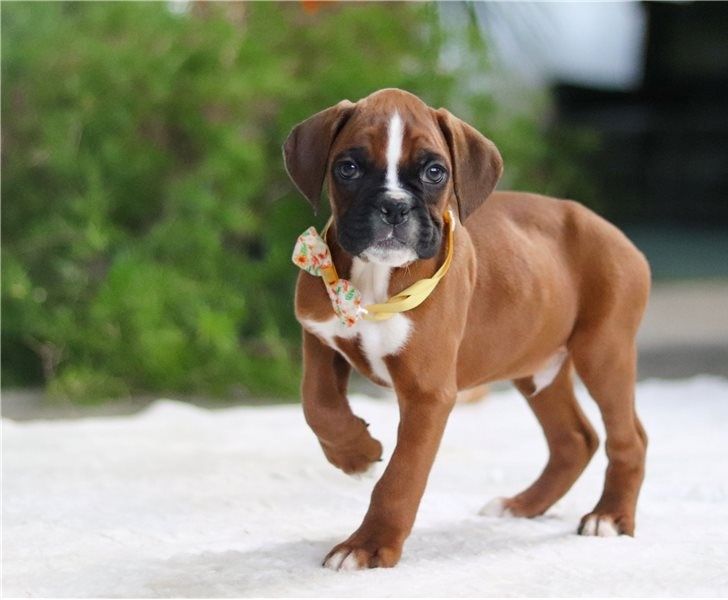 Boxer Welpen suchen ein neues Zuhause