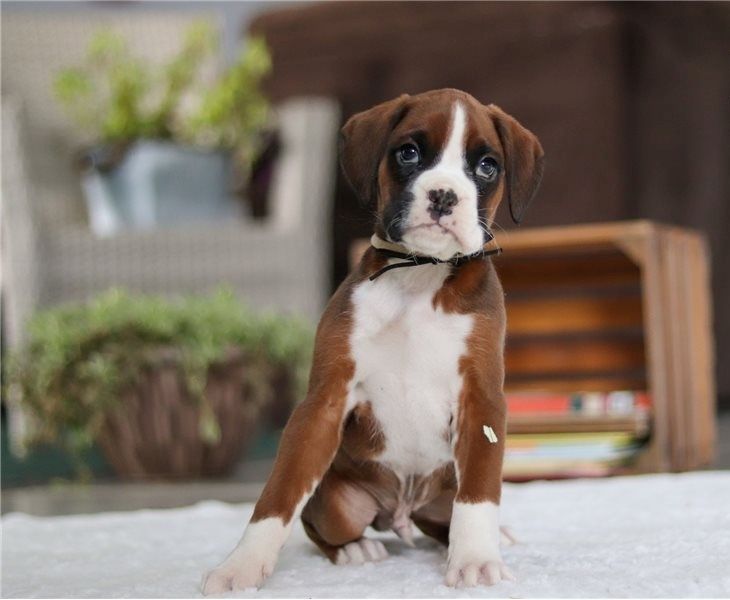 Boxer Welpen suchen ein neues Zuhause