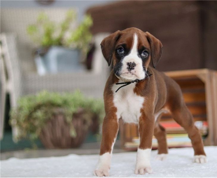 Boxer Welpen suchen ein neues Zuhause