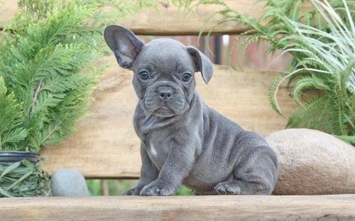 Französische Bulldoggen Welpen mit Ahnentafel