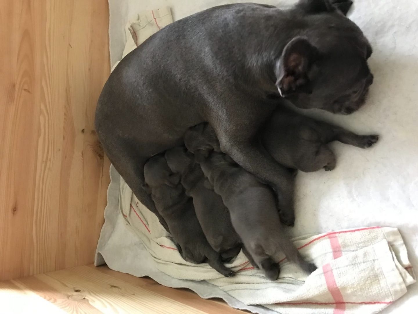 Französische Bulldoggen Welpen (Blue) suchen ein Zuhause