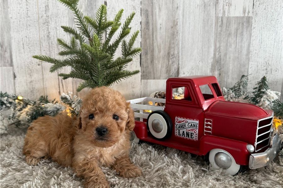 Maltipoo Welpen suchen liebevolles Zuhause