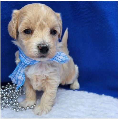 Maltipoo Welpen